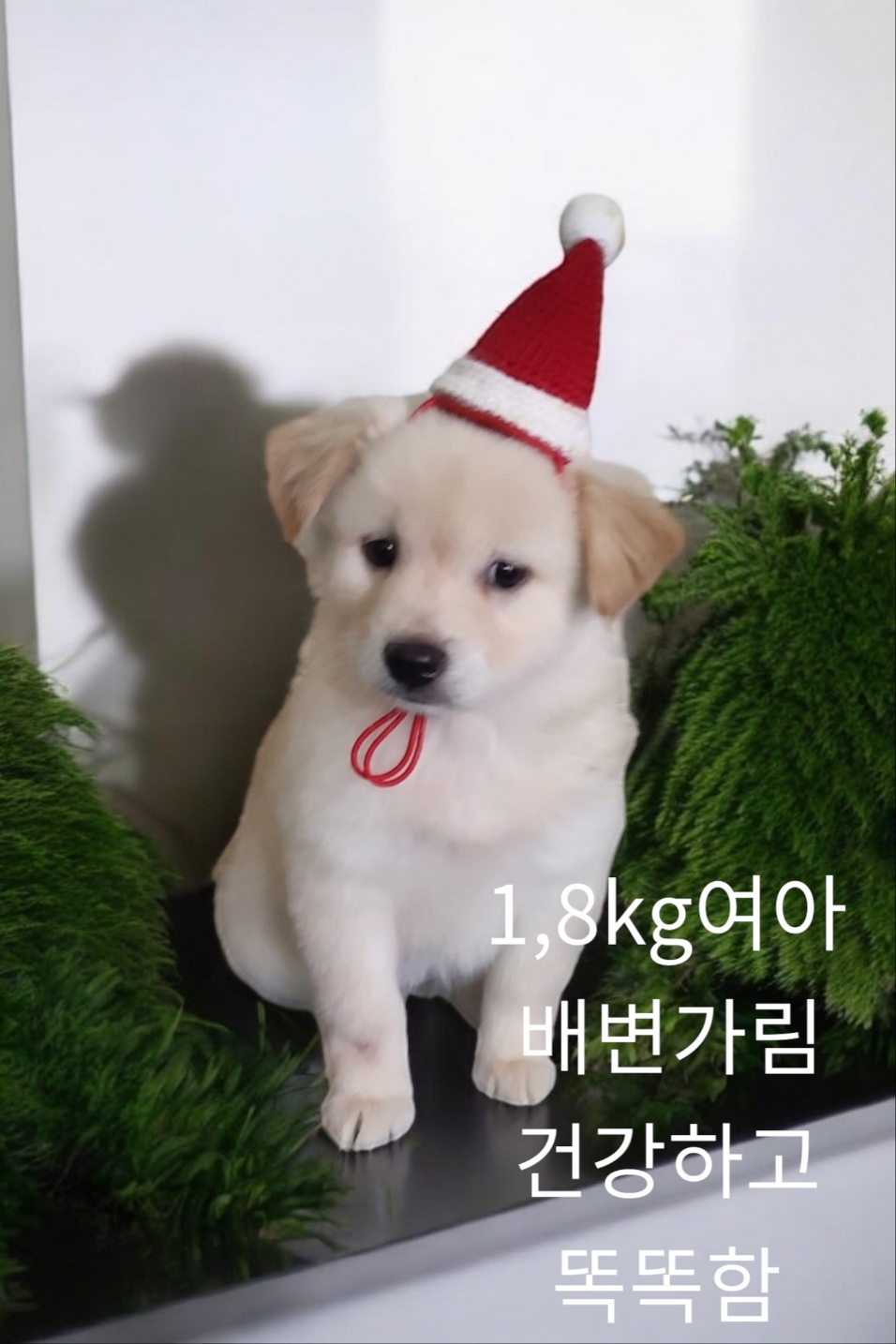 믹스견 이미지 파일 입니다.